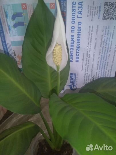 Спатифиллум