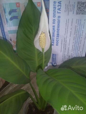 Спатифиллум