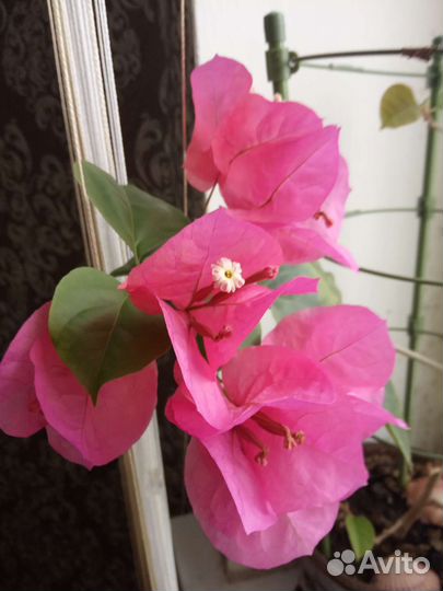 Кротон мамми