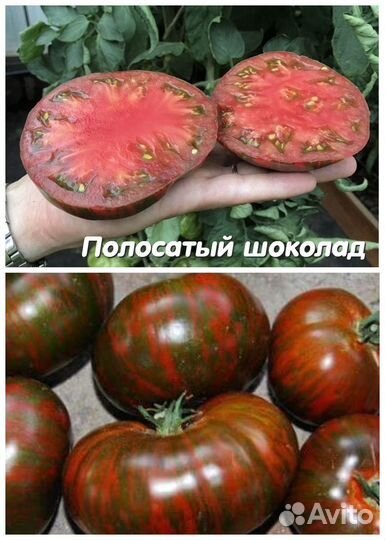 Рассада коллекционных томатов