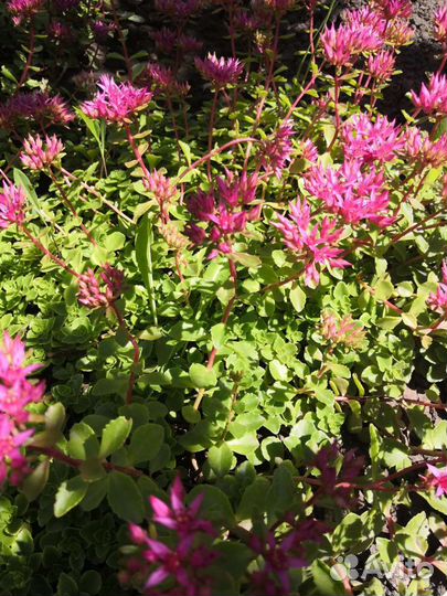 Почвопокровные