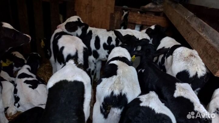 Телята бычки доставка с выбором
