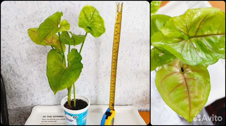 Сингониум, Сциндапсус, Эпипремнум, эпифиллум, рипс