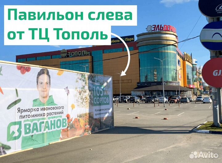 Рассада клубники Мармелада (4-х рожковая)