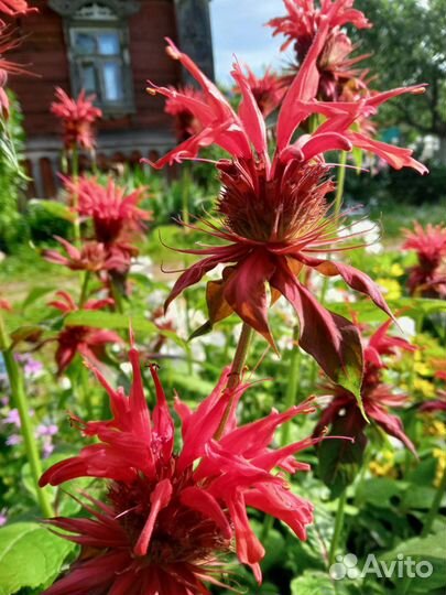 Многолетние растения