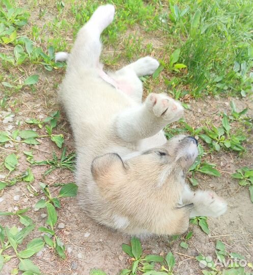 Щенки лайки