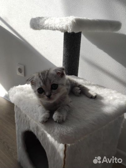Шотландский вислоухий котенок