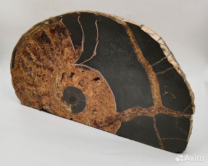 Спил аммонита Ammonitoceras (29 см) / Окаменелости