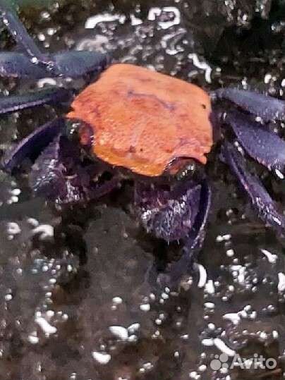 Крабики карликовые в магазине