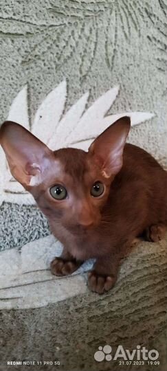 Ориентальная