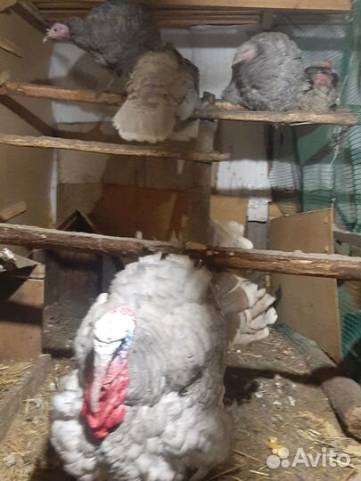 Индюки индюшата