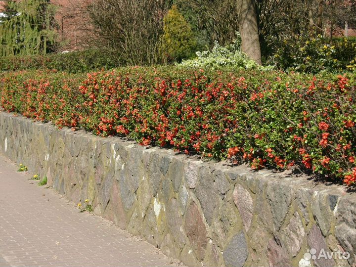 Айва японская