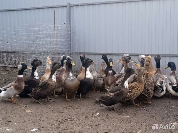 Утки хохлатые