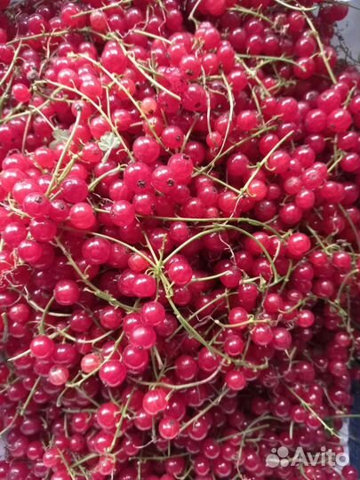 Черника. Малина. Смородина. Облепиха. Вишня