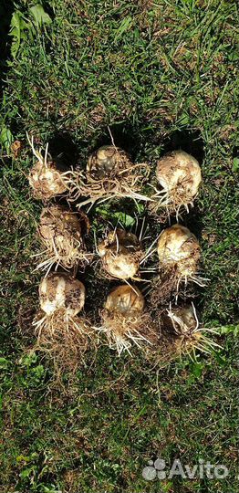 Рябчик императорский