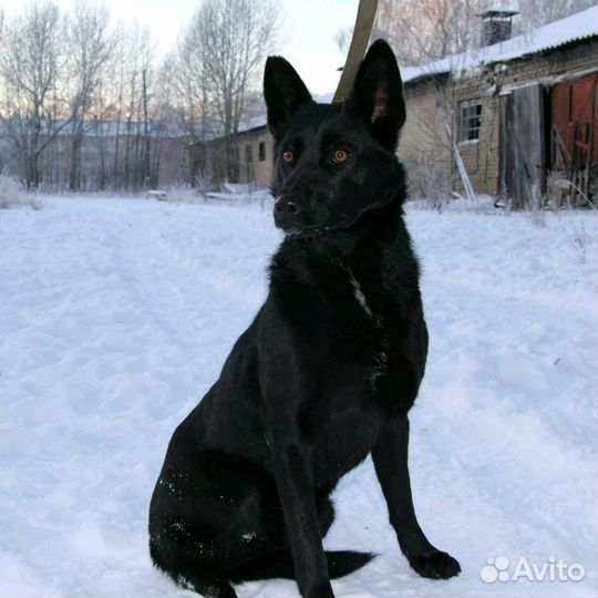 Собачка Мегги