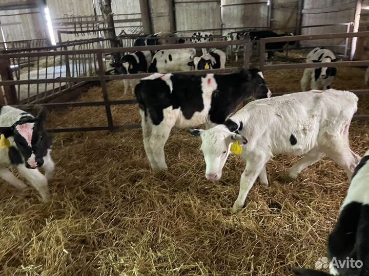 Телята бычки