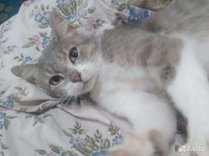 Кошка в добрые руки