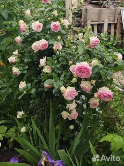 Плетистая роза Пьер де Ронсара