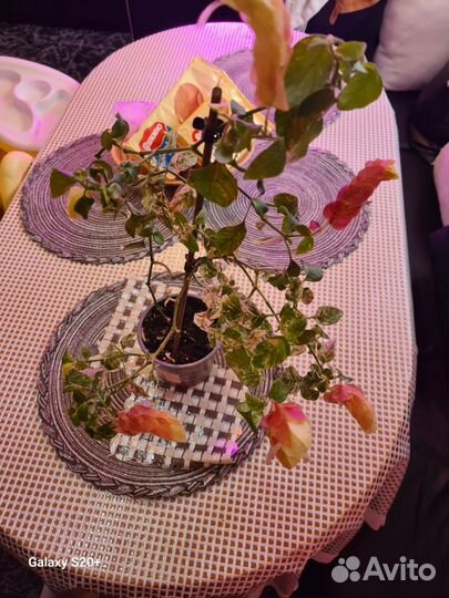 Белопероне, фуксии, сингониум