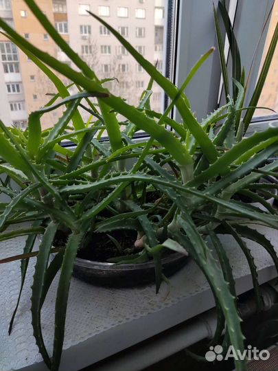 Алоэ столетник