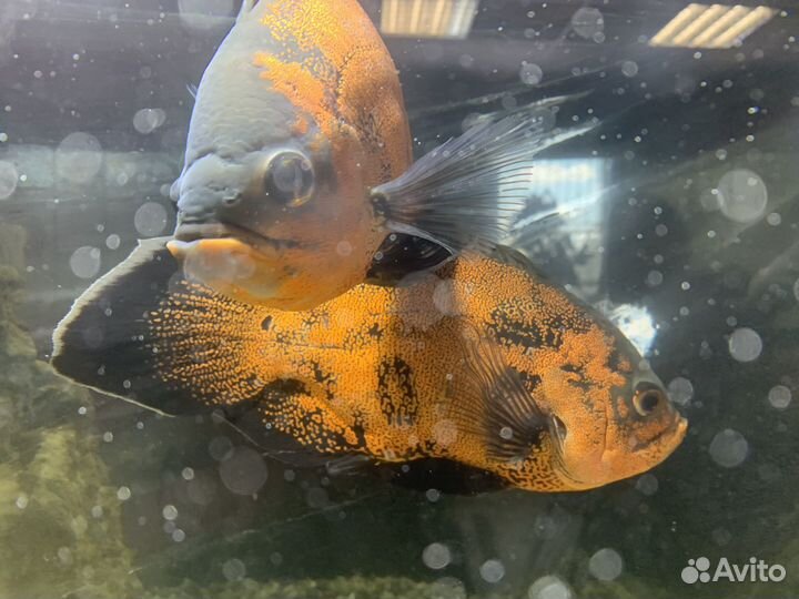 Астронотусы