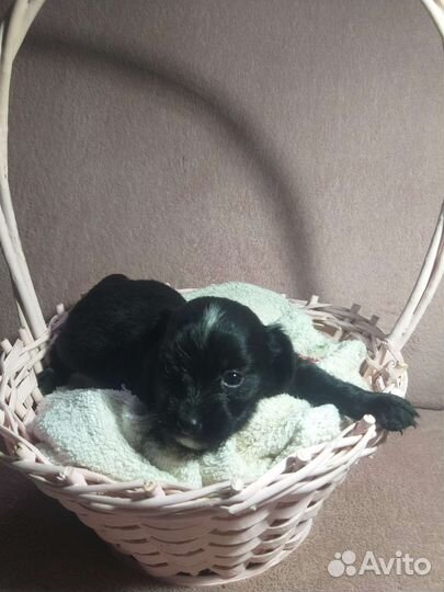 Кутята Вест-хайленд-уайт-терьер