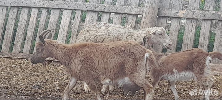 Козы дойные 5 шт и козел 2 шт Закамск