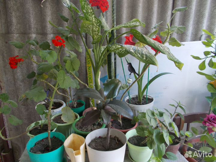Герань,молочай,сансевиерия,фикус,диффенбахия