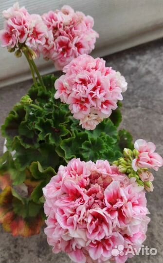 Пеларгонии сортовые
