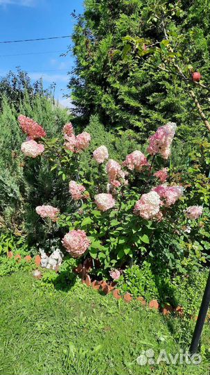 Гортензия метельчатая