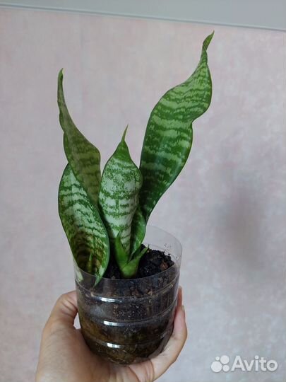 Сансевиерия