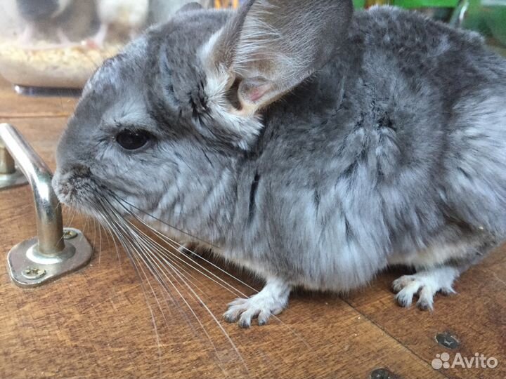 Шиншилла цвет Чёрный бархат,стандарт и пастель