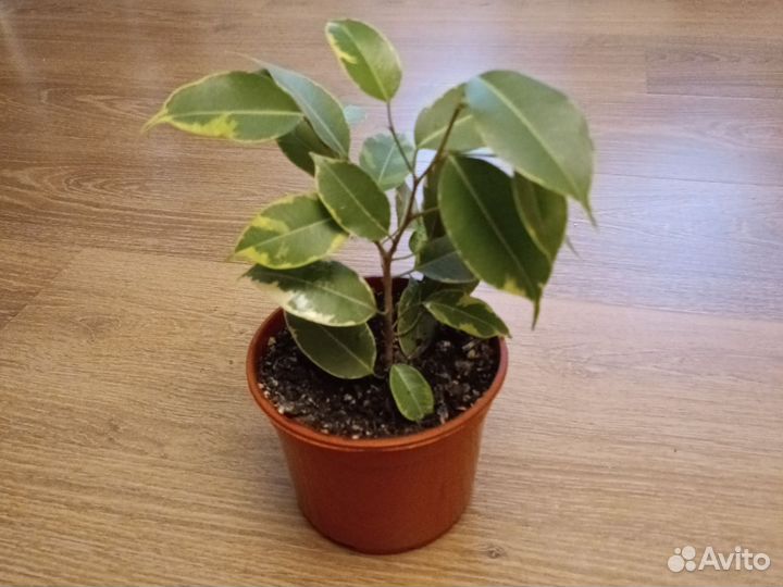 Фикус бенджамина пестролистный