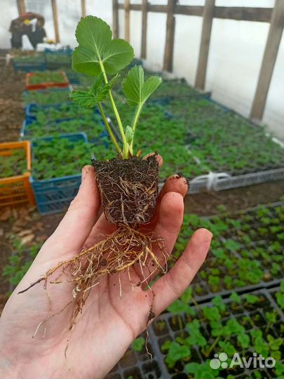 Саженцы клубники, рассада клубники зкс