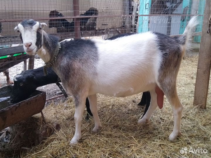 Козы, козёл Ламанча