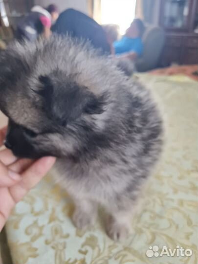 Щенки шпица