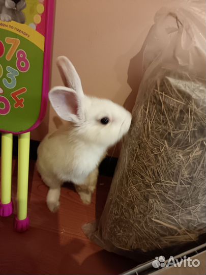 Декоративный кролик с клеткой