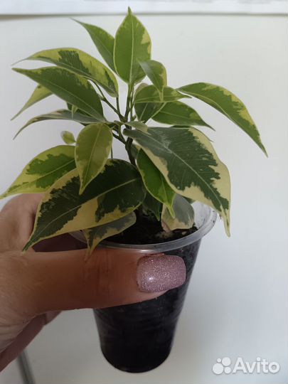 Филодендроны белая принцесса, розовая принцесса