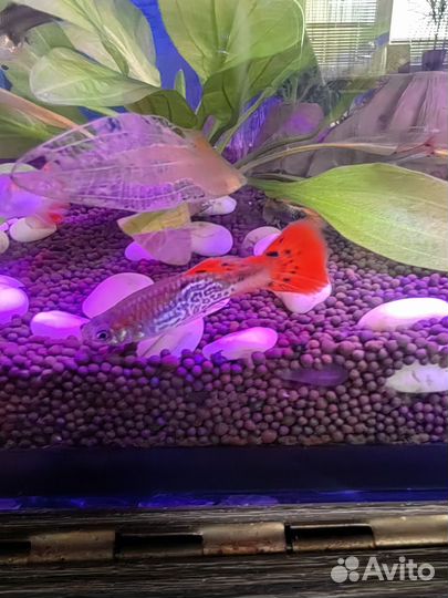 Аквариумные рыбки гуппи