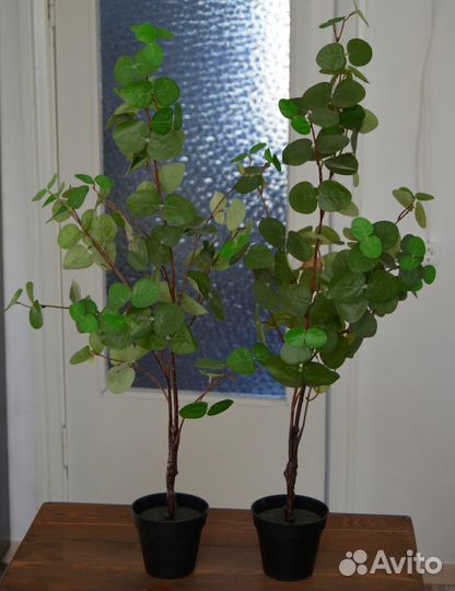 Эвкалипт растение фейка IKEA