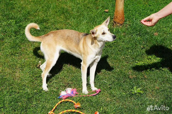 Собака в добрые руки отдам бесплатно