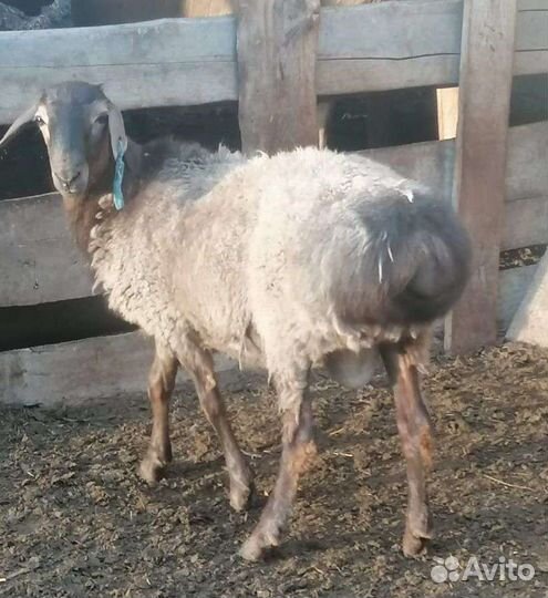 Овцы бараны