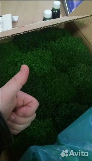 Мох для декора помещений яркие кочки