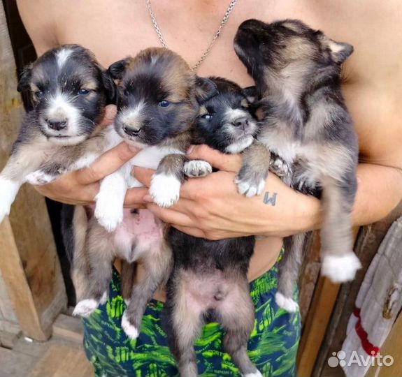 Щенки приюта ждут своих мам-пап