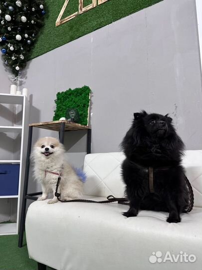 Зоогостиница. Передержка домашних животных