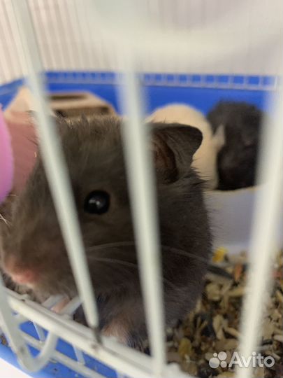 Джунгарский хомяк и серийский хомяк