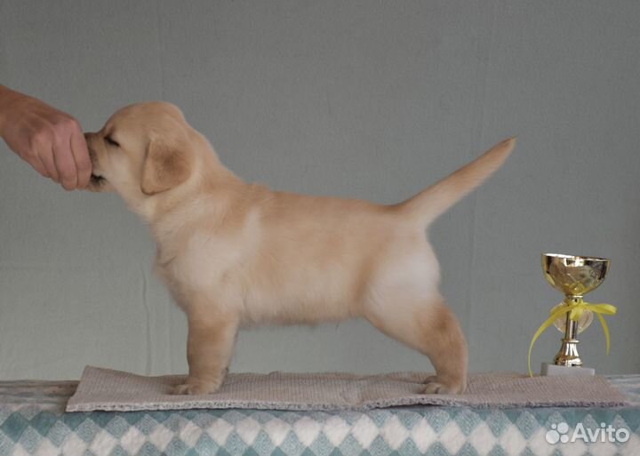 Щенок Лабрадора