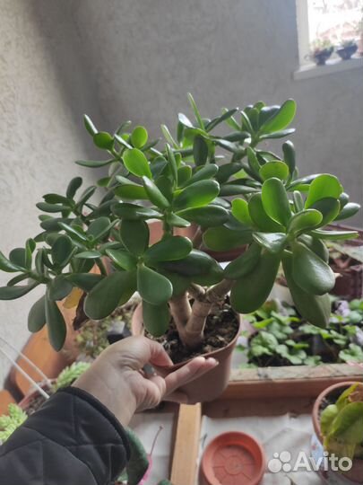 Денежное дерево