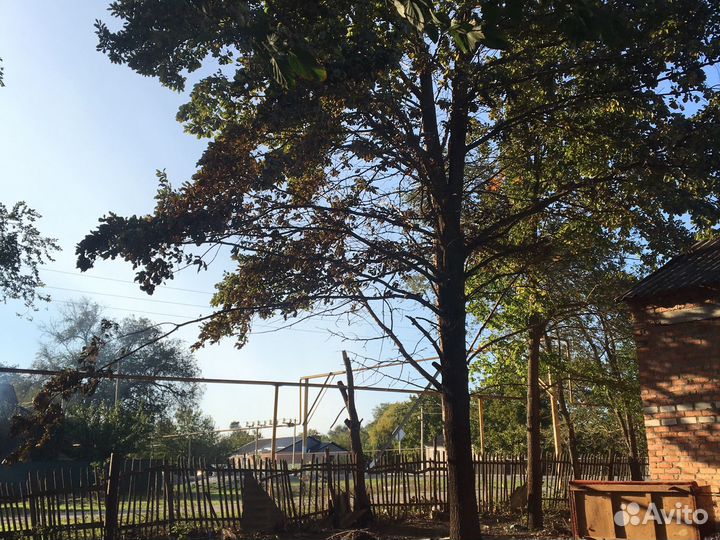 Продам Дуб дерево